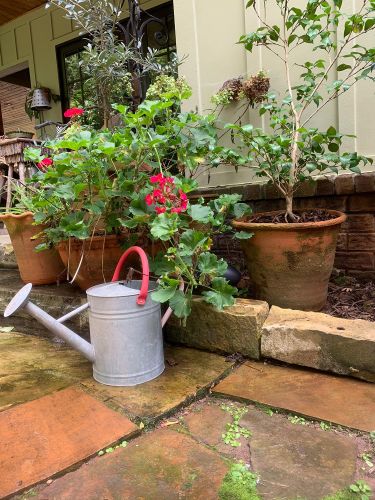 Metal watering can with red handle beside terra cotta pots and green plants