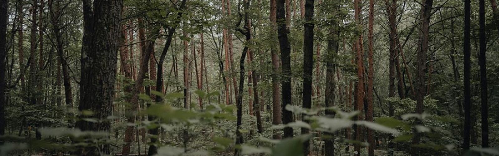 Dense forest with tall thin trees and green leaves