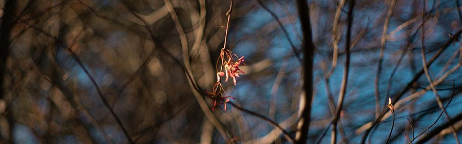 Bare tree branches with a few red leaves against a blue sky
