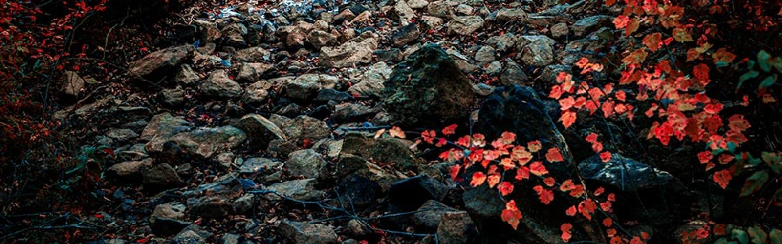 Rocky forest floor with red autumn leaves and a fallen branch