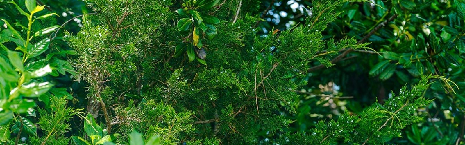 Close-up of bright green foliage in sunlight
