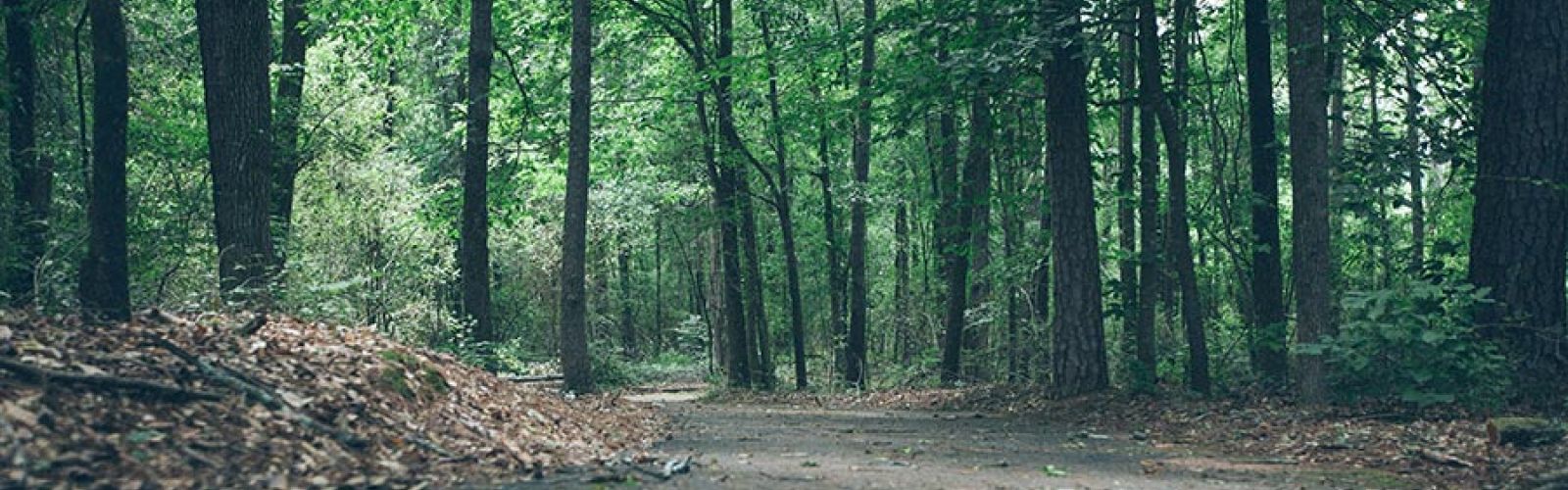 Forest path surrounded by tall green trees