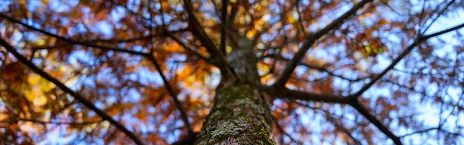 Upward view of a tree trunk with colorful autumn leaves